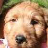 Goldendoodle puppies for sale
