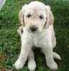 Goldendoodle puppies for sale