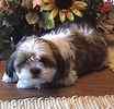 Shih Tzu puppies for sale