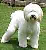 Australian Labradoodle puppies