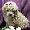 Toy Poodle puppies for sale