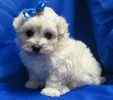 Maltepoo puppies for sale