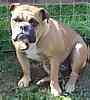 English Bulldog puppies for sale