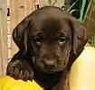 Labrador Retriever puppies for sale