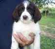 Toy Poodle puppies for sale 