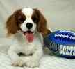 Cavalier King Charles Spaniel puppies for sale 