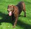 Labrador Retriever puppies for sale 