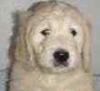 Goldendoodle puppies for sale 