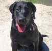 Labrador Retriever Stud Services