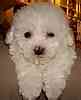 Bichon Frise puppies for sale