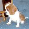 Cavalier King Charles Spaniel puppies for sale 