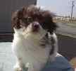 Shih Tzu puppies for sale 