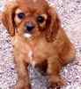 Cavalier King Charles Spaniel puppies for sale 
