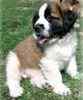 St. Bernard puppies for sale 