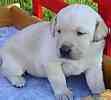 Labrador Retriever puppies for sale