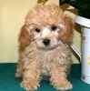 Toy Poodle puppies for sale 