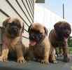 English Mastiff puppies for sale 