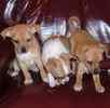 Chihuahua puppies for sale
