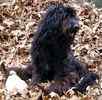 Labradoodle puppies for sale 