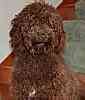 Australian Labradoodles