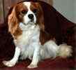 Cavalier King Charles Spaniel puppies for sale 