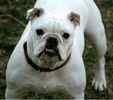 English Bulldog puppies for sale 
