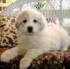 Great Pyrenees puppy for sale 