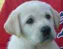 Labrador Retriever puppies for sale 