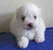Maltese puppies for sale
