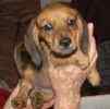 Miniature Dachshund puppies for sale