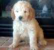 Goldendoodle puppies for sale