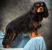 Cavalier King Charles Spaniel puppies for sal e