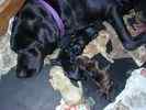 Labarador Retriever puppies for sale 