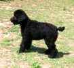 Standard Poodle puppies for sale