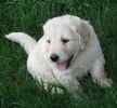 Goldendoodle puppies for sale