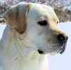 Labrador Retriever puppies for sale