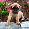 English Mastiff 
