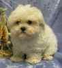 APR registered Maltese puppy