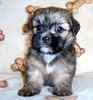 Shorkie puppies for sale