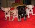 Chihuahua puppies for sale 