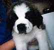 Saint Bernard puppies for sale 