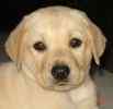 Labrador Retriever puppies for sale 