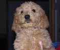 Goldendoodle puppies for sale