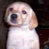 Labrador Retriever puppies for sale 