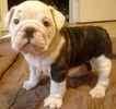 English Bulldog puppies for sale 