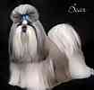 Shih Tzu puppies for sale
