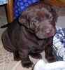 Labrador Retriever puppies for sale