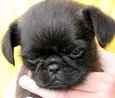 Brussels Griffon puppies for sale 