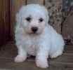 Bichon Frise puppies for sale 