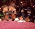 Shorkie puppies for sale
